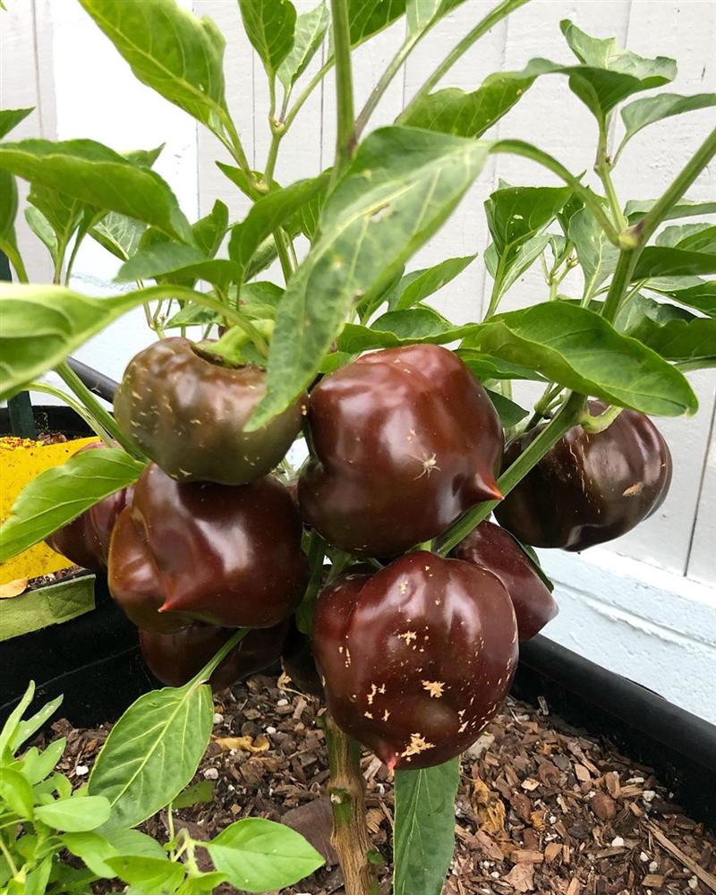 Tận dụng mảnh sân bê tông, cô gái thu hoạch mỏi tay rau củ quả quanh năm nhờ phương pháp đơn giản không phải ai cũng biết-19