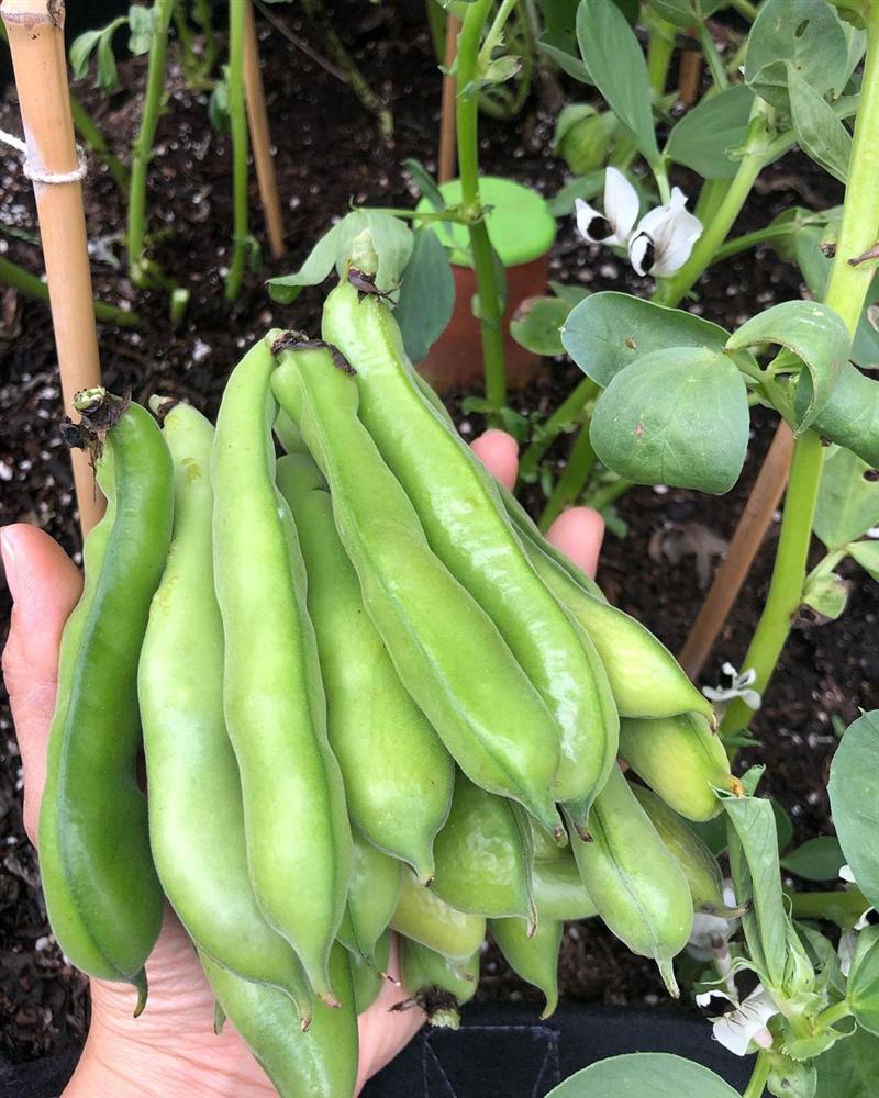 Tận dụng mảnh sân bê tông, cô gái thu hoạch mỏi tay rau củ quả quanh năm nhờ phương pháp đơn giản không phải ai cũng biết-20