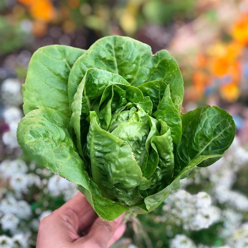 Tận dụng mảnh sân bê tông, cô gái thu hoạch mỏi tay rau củ quả quanh năm nhờ phương pháp đơn giản không phải ai cũng biết-21