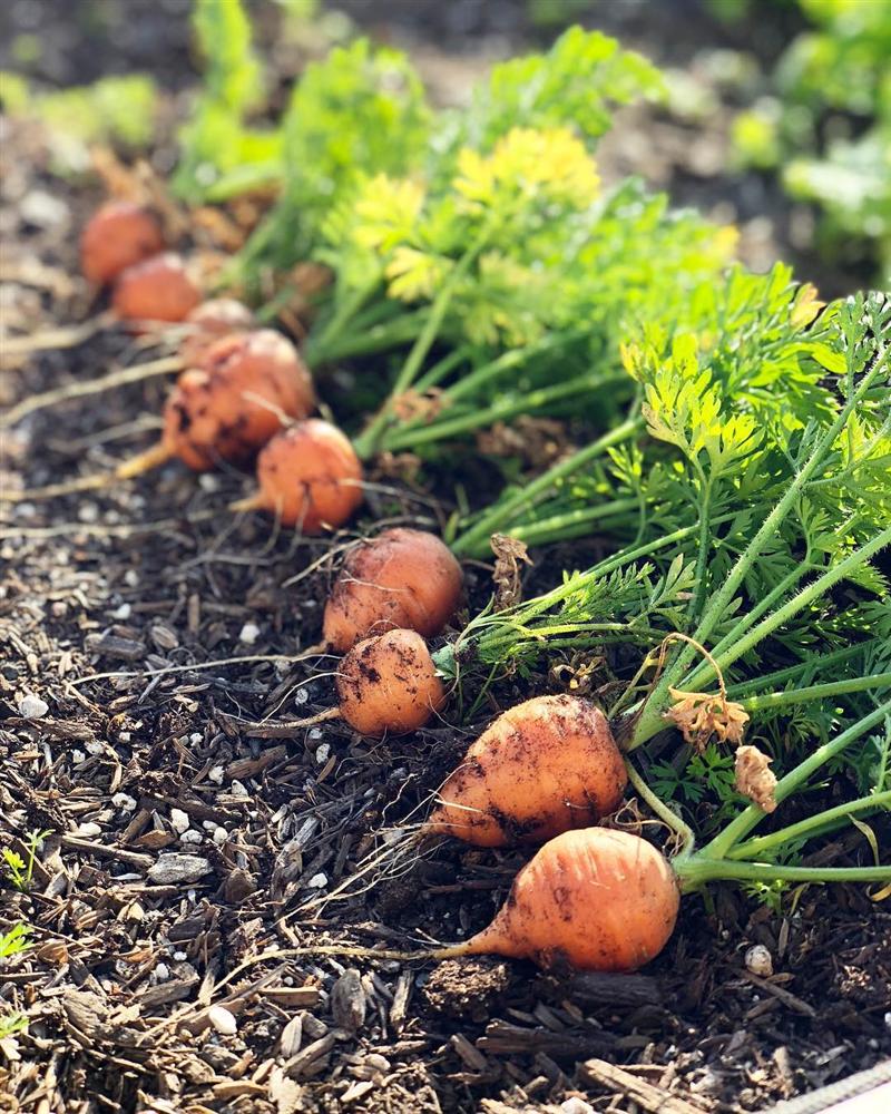 Tận dụng mảnh sân bê tông, cô gái thu hoạch mỏi tay rau củ quả quanh năm nhờ phương pháp đơn giản không phải ai cũng biết-22