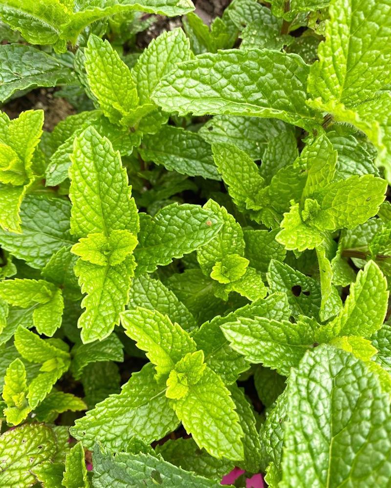 Tận dụng mảnh sân bê tông, cô gái thu hoạch mỏi tay rau củ quả quanh năm nhờ phương pháp đơn giản không phải ai cũng biết-24