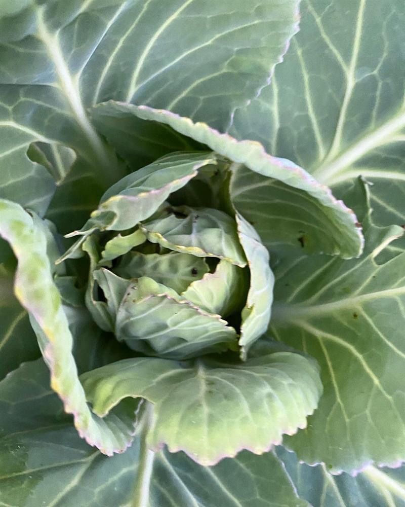 Tận dụng mảnh sân bê tông, cô gái thu hoạch mỏi tay rau củ quả quanh năm nhờ phương pháp đơn giản không phải ai cũng biết-25