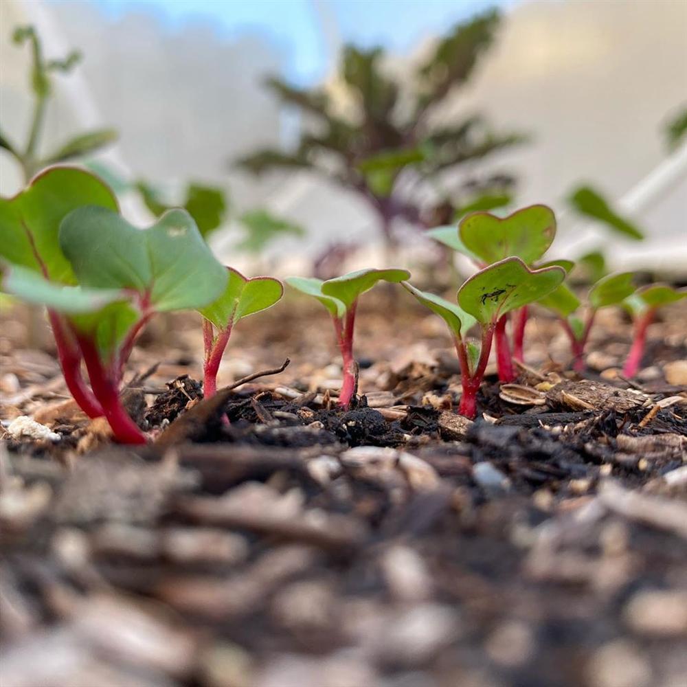 Tận dụng mảnh sân bê tông, cô gái thu hoạch mỏi tay rau củ quả quanh năm nhờ phương pháp đơn giản không phải ai cũng biết-26