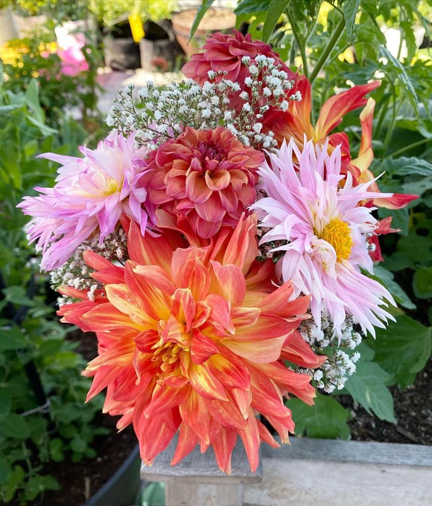 Tận dụng mảnh sân bê tông, cô gái thu hoạch mỏi tay rau củ quả quanh năm nhờ phương pháp đơn giản không phải ai cũng biết-27