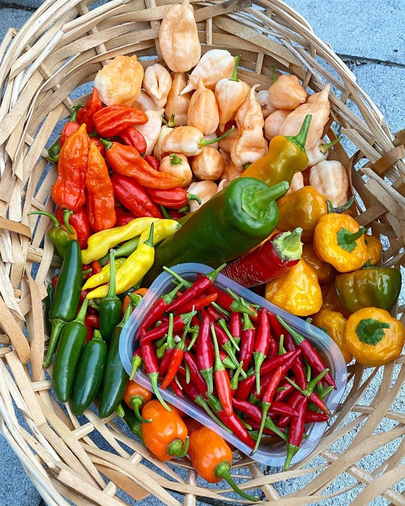 Tận dụng mảnh sân bê tông, cô gái thu hoạch mỏi tay rau củ quả quanh năm nhờ phương pháp đơn giản không phải ai cũng biết-28