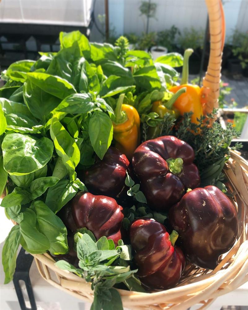 Tận dụng mảnh sân bê tông, cô gái thu hoạch mỏi tay rau củ quả quanh năm nhờ phương pháp đơn giản không phải ai cũng biết-29