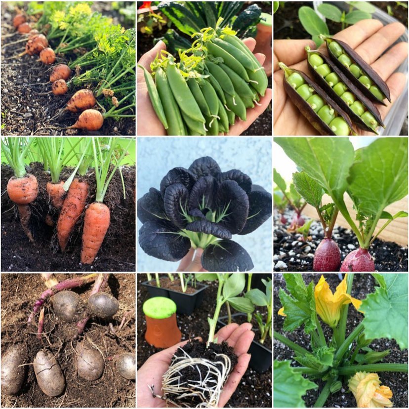 Tận dụng mảnh sân bê tông, cô gái thu hoạch mỏi tay rau củ quả quanh năm nhờ phương pháp đơn giản không phải ai cũng biết-30