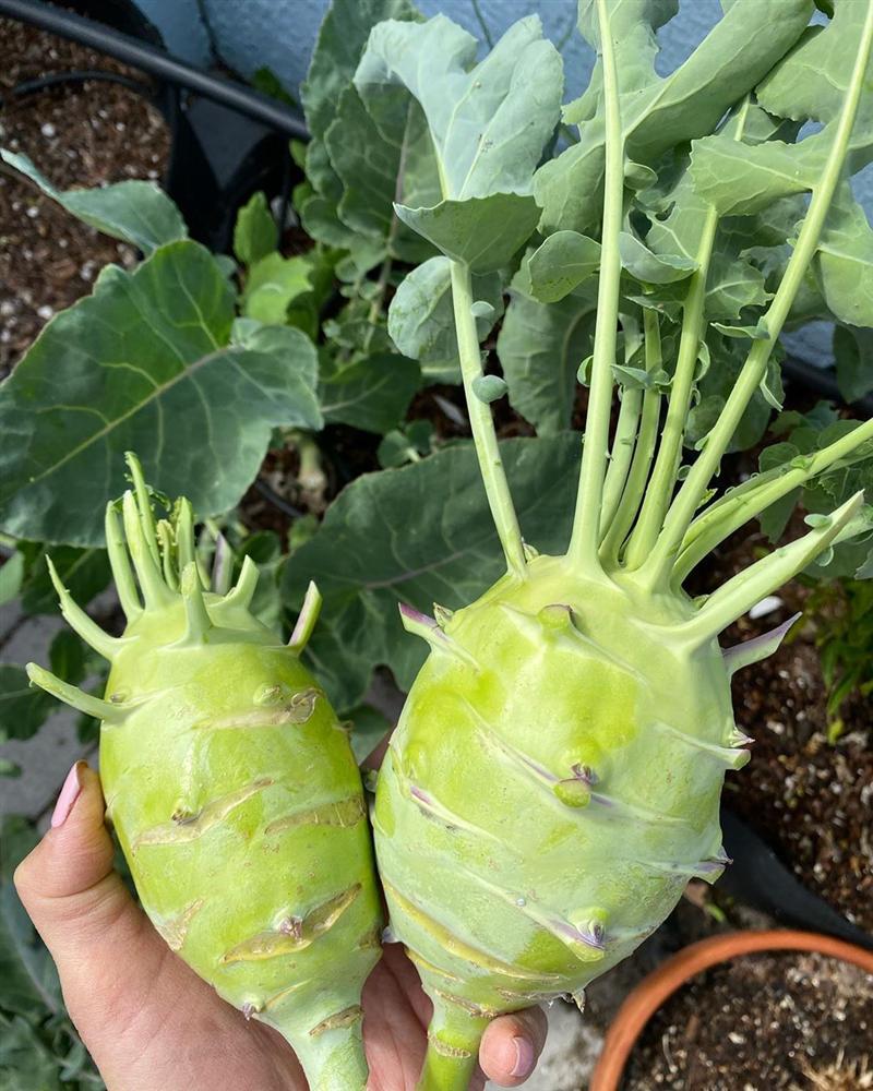 Tận dụng mảnh sân bê tông, cô gái thu hoạch mỏi tay rau củ quả quanh năm nhờ phương pháp đơn giản không phải ai cũng biết-31