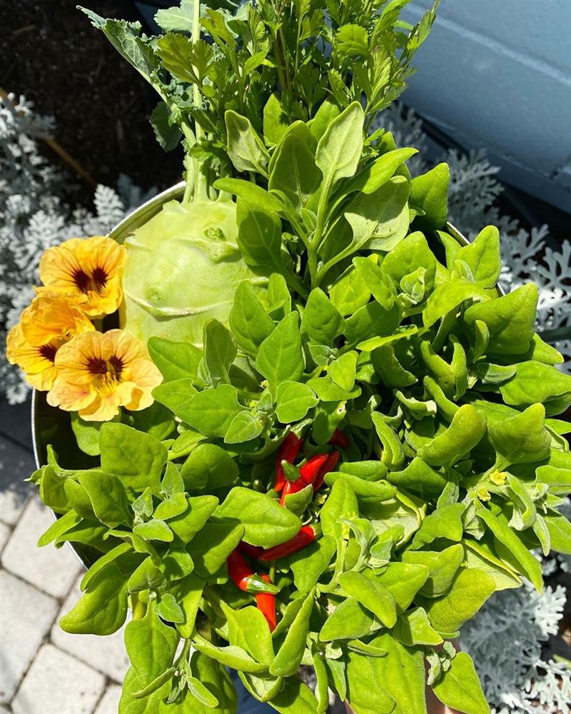 Tận dụng mảnh sân bê tông, cô gái thu hoạch mỏi tay rau củ quả quanh năm nhờ phương pháp đơn giản không phải ai cũng biết-32