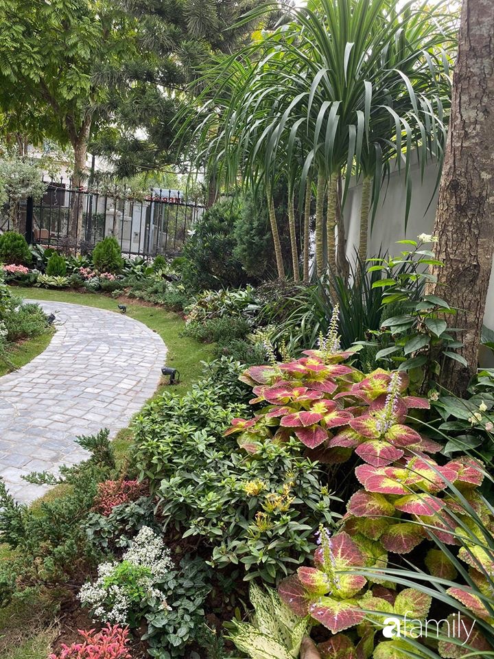 Người đàn ông đang sở hữu góc vườn đẹp hút hồn ở Hà Nội chia sẻ kinh nghiệm trồng cây để có khu vườn đẹp như châu Âu-13