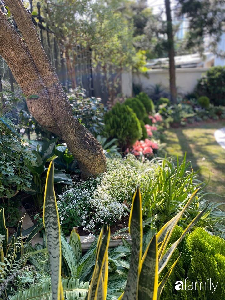 Người đàn ông đang sở hữu góc vườn đẹp hút hồn ở Hà Nội chia sẻ kinh nghiệm trồng cây để có khu vườn đẹp như châu Âu-18