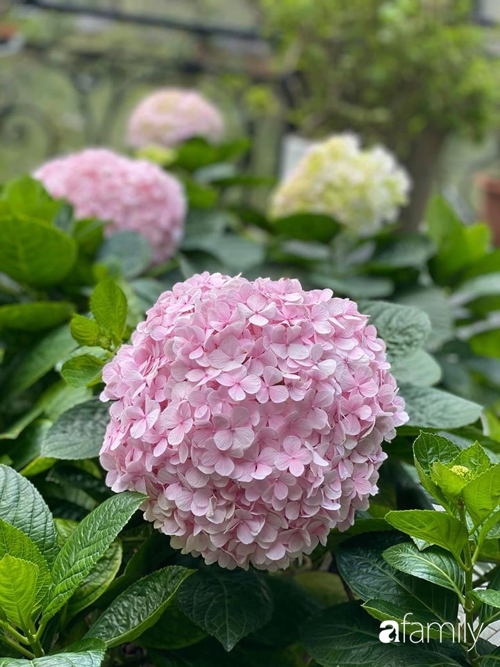 Người đàn ông đang sở hữu góc vườn đẹp hút hồn ở Hà Nội chia sẻ kinh nghiệm trồng cây để có khu vườn đẹp như châu Âu-19