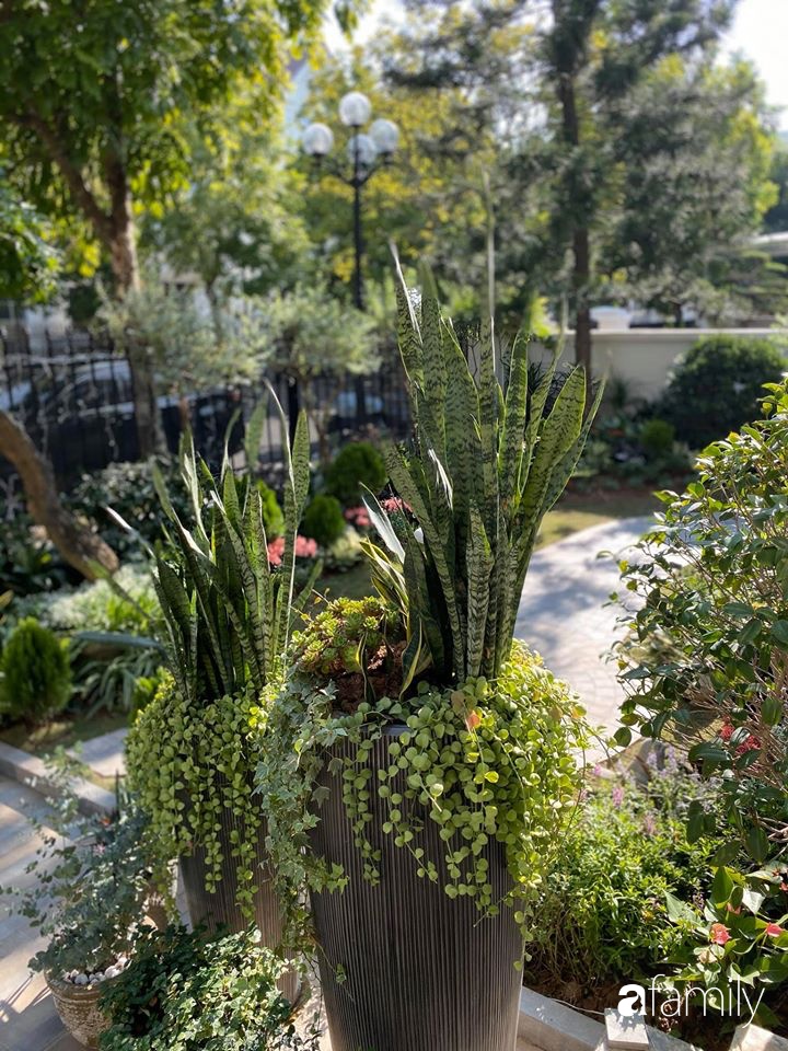 Người đàn ông đang sở hữu góc vườn đẹp hút hồn ở Hà Nội chia sẻ kinh nghiệm trồng cây để có khu vườn đẹp như châu Âu-21