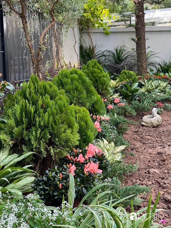 Người đàn ông đang sở hữu góc vườn đẹp hút hồn ở Hà Nội chia sẻ kinh nghiệm trồng cây để có khu vườn đẹp như châu Âu-24