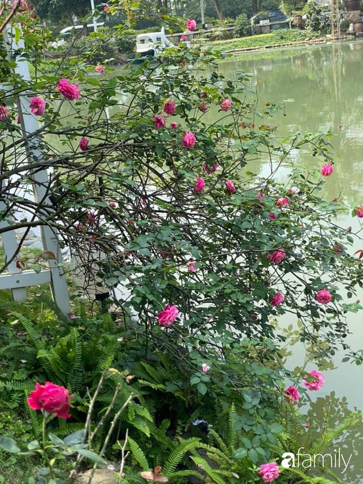 Người đàn ông đang sở hữu góc vườn đẹp hút hồn ở Hà Nội chia sẻ kinh nghiệm trồng cây để có khu vườn đẹp như châu Âu-25