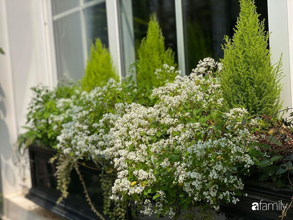 Người đàn ông đang sở hữu góc vườn đẹp hút hồn ở Hà Nội chia sẻ kinh nghiệm trồng cây để có khu vườn đẹp như châu Âu-27