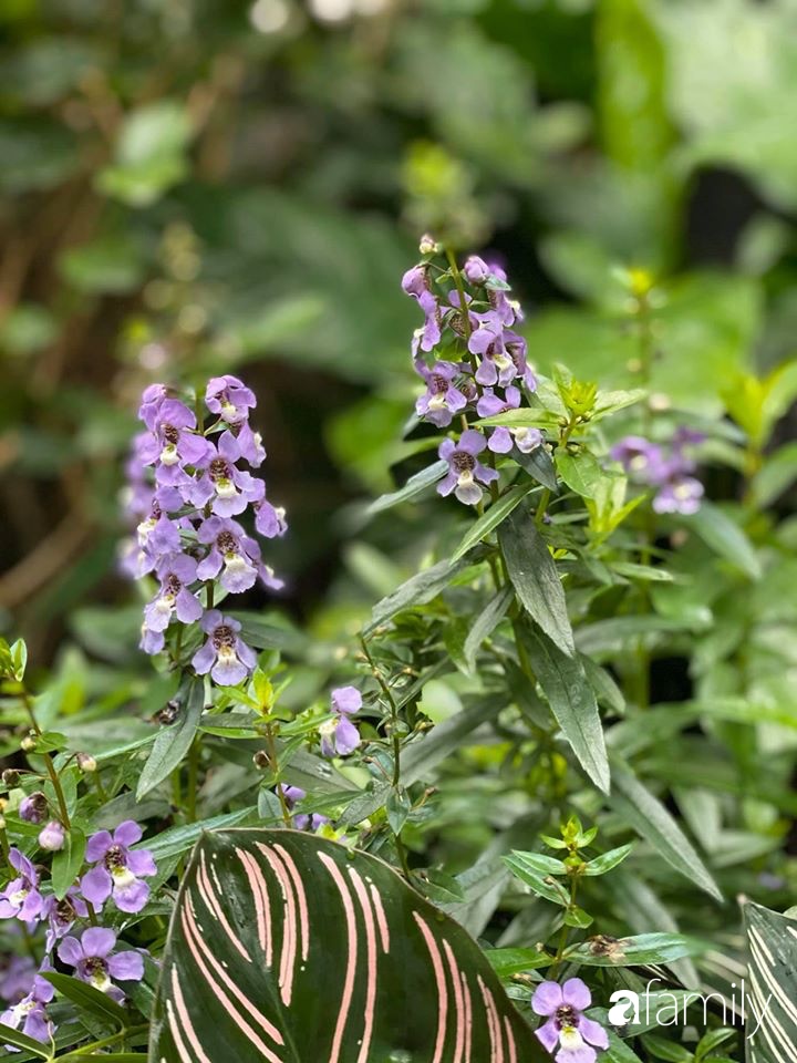 Người đàn ông đang sở hữu góc vườn đẹp hút hồn ở Hà Nội chia sẻ kinh nghiệm trồng cây để có khu vườn đẹp như châu Âu-29