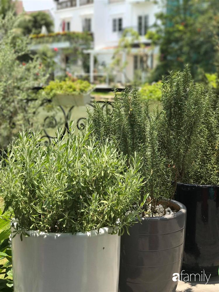 Người đàn ông đang sở hữu góc vườn đẹp hút hồn ở Hà Nội chia sẻ kinh nghiệm trồng cây để có khu vườn đẹp như châu Âu-32