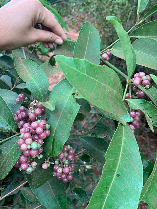 HHen Niê lên rẫy thu hoạch rau trái, từ cà pháo tới loại quả tuổi thơ ít người nhớ-13