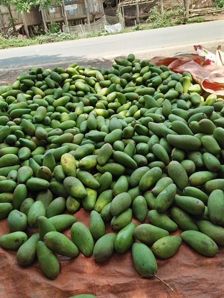Xoài Sơn La rụng trắng vườn chỉ 1.000 đồng/kg, cho không ai lấy-1