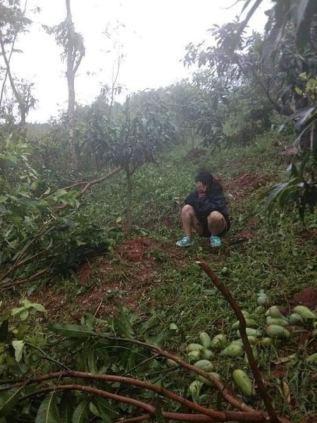 Xoài Sơn La rụng trắng vườn chỉ 1.000 đồng/kg, cho không ai lấy-2