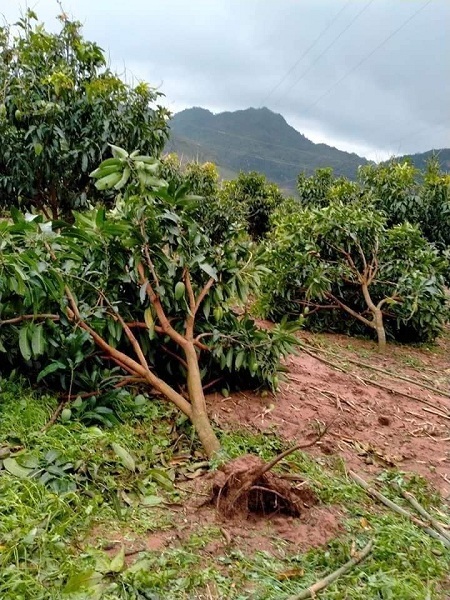 Xoài Sơn La rụng trắng vườn chỉ 1.000 đồng/kg, cho không ai lấy-3