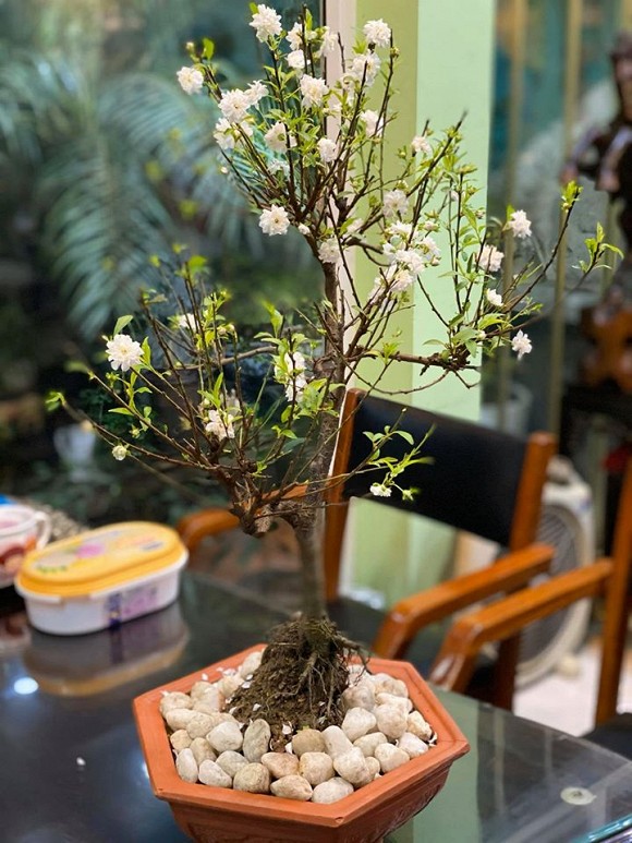 MC Mai Ngọc hé lộ không gian sống, đẹp nhất là khoảng sân vườn xanh mướt-8