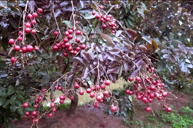 Nhãn tím chỉ có ở Việt Nam lại được săn lùng, giá cao ngất ngưởng-1