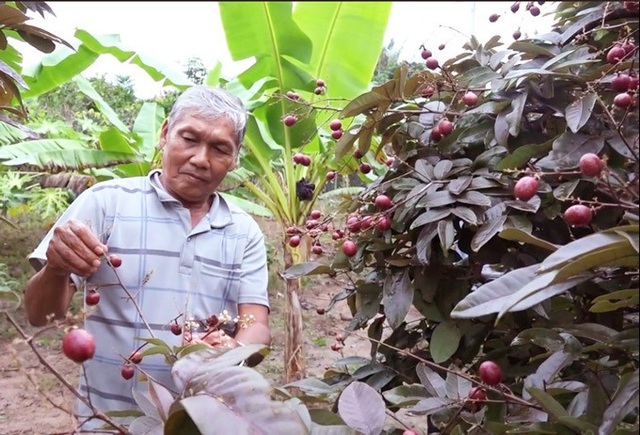 Nhãn tím chỉ có ở Việt Nam lại được săn lùng, giá cao ngất ngưởng-3