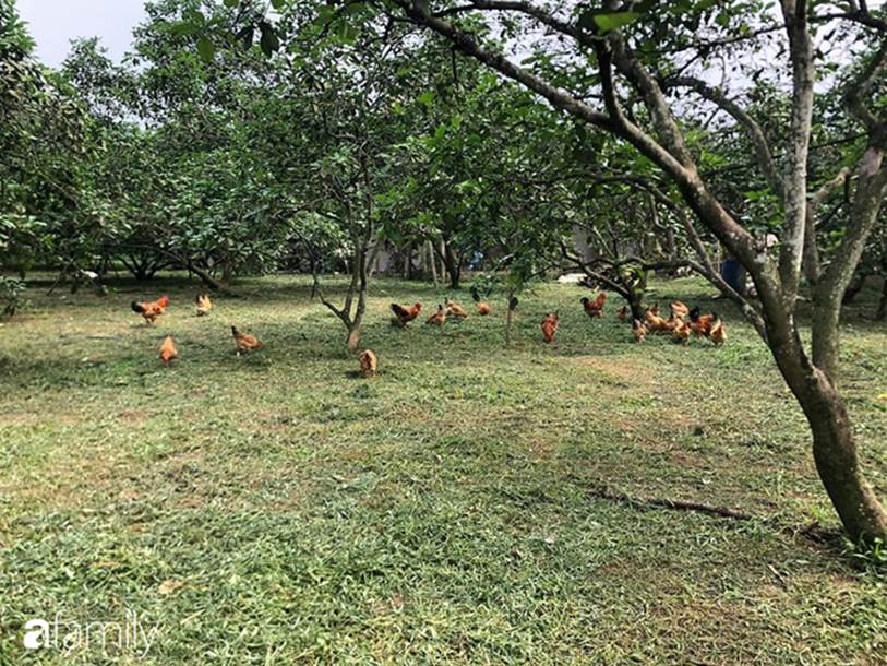 Sống cách Hà Nội 12km, vợ chồng trẻ thu nhập 15 triệu, mùa dịch chỉ tiêu 2,7 triệu đồng/tháng cho gia đình 5 người, tiết kiệm 12 triệu-1