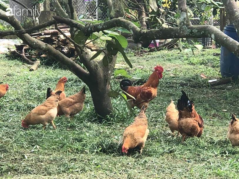 Sống cách Hà Nội 12km, vợ chồng trẻ thu nhập 15 triệu, mùa dịch chỉ tiêu 2,7 triệu đồng/tháng cho gia đình 5 người, tiết kiệm 12 triệu-4