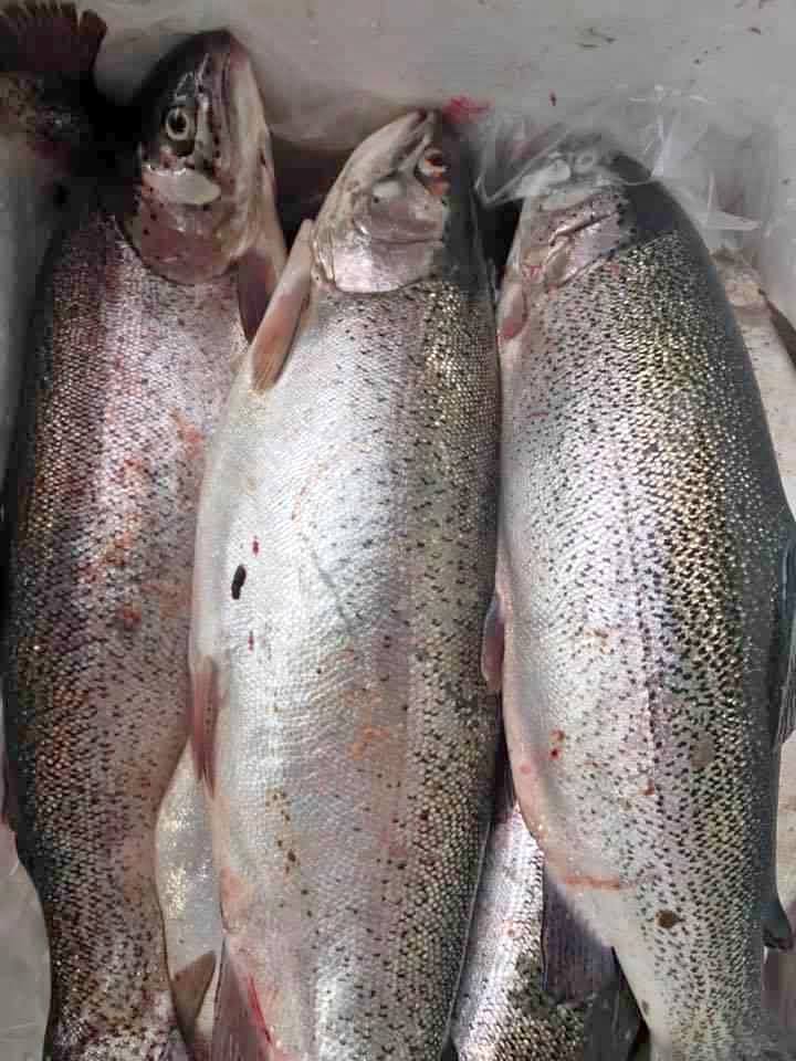 Cá hồi Sapa 190 ngàn đồng/kg, bà nội trợ mua chung thùng xốp 50kg ăn dần-2