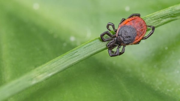 Hiểu đúng về virus lây từ động vật sang người, nhà dịch tễ học chỉ ra 3 sai lầm mà mọi người hay có-3