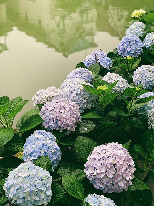 Á hậu Tú Anh khoe ban công nhà ngập hoa, còn từng tự trồng rau cho con ăn dặm-6