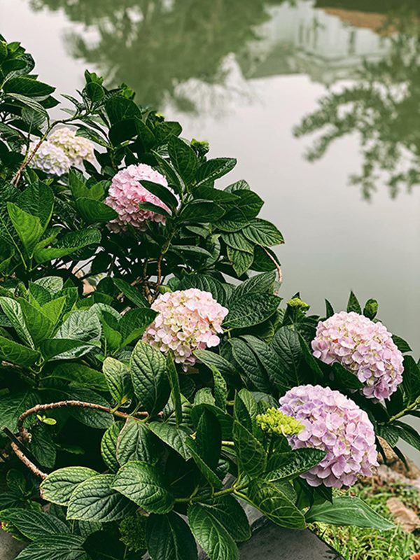 Á hậu Tú Anh khoe ban công nhà ngập hoa, còn từng tự trồng rau cho con ăn dặm-7