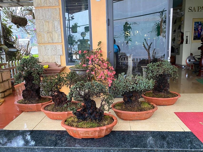 Cây lùn tịt, sống cả trăm năm, giá trăm triệu chủ nhân không muốn bán-2