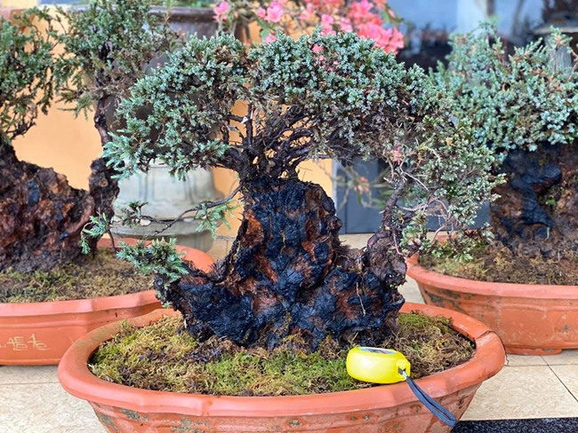 Cây lùn tịt, sống cả trăm năm, giá trăm triệu chủ nhân không muốn bán-3