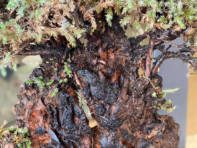 Cây lùn tịt, sống cả trăm năm, giá trăm triệu chủ nhân không muốn bán-4