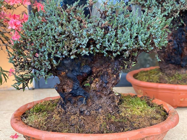 Cây lùn tịt, sống cả trăm năm, giá trăm triệu chủ nhân không muốn bán-5