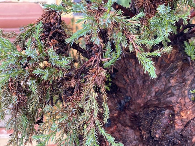 Cây lùn tịt, sống cả trăm năm, giá trăm triệu chủ nhân không muốn bán-10