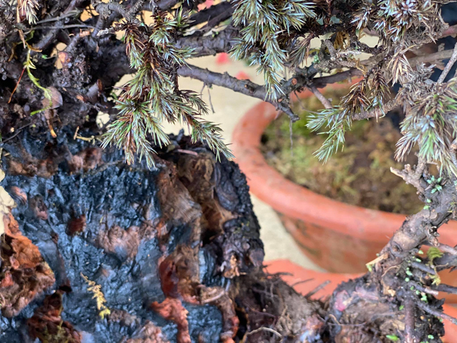 Cây lùn tịt, sống cả trăm năm, giá trăm triệu chủ nhân không muốn bán-12