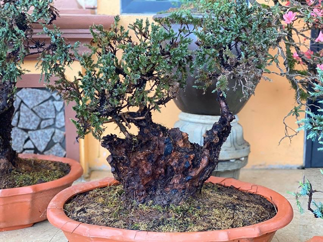 Cây lùn tịt, sống cả trăm năm, giá trăm triệu chủ nhân không muốn bán-7