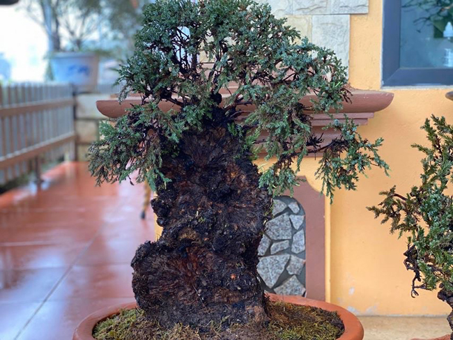 Cây lùn tịt, sống cả trăm năm, giá trăm triệu chủ nhân không muốn bán-8