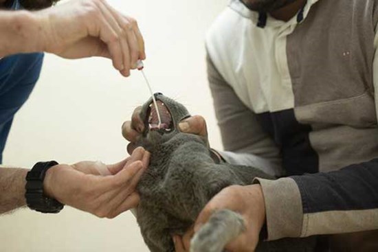 Mỹ xác nhận các trường hợp vật nuôi trong nhà đầu tiên mắc Covid-19