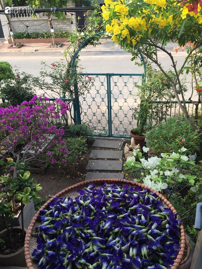 Ngó căn nhà sàn 28m² tự làm giữa Sài Gòn tấp nập vẫn ngập tràn ánh nắng, toàn màu xanh cỏ cây ngoài hiên nhà với chi phí chưa đến 100 triệu đồng-3