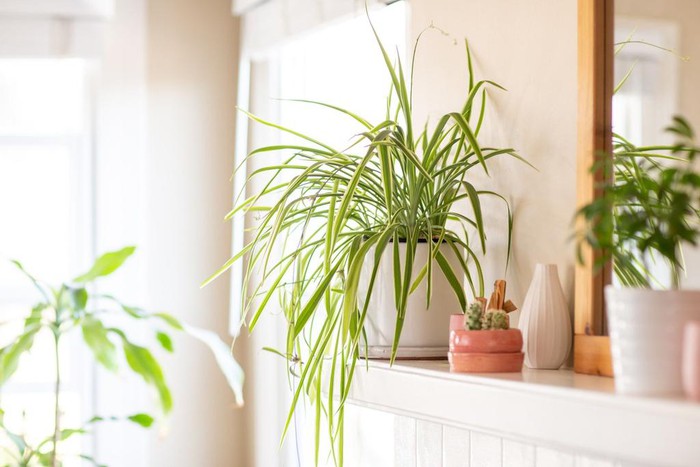 Cây bắt ruồi và các loại cây nên trồng trong nhà bếp-3