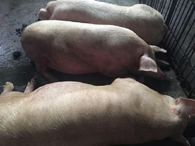 Chỉ cần một động tác nhỏ, thương lái ăn không cả triệu đồng/con lợn của dân-2