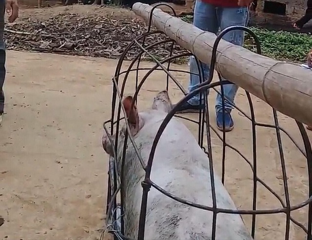 Chỉ cần một động tác nhỏ, thương lái ăn không cả triệu đồng/con lợn của dân-3