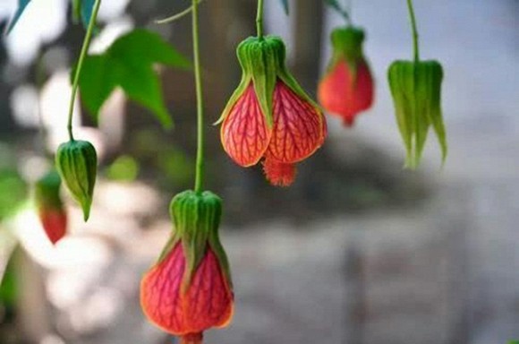 Bắt đầu từ cuối tháng 4, 4 con giáp tài lộc tới tấp, thuận buồm xuôi gió, cuộc sống khó khăn mấy cũng chuyển biến tích cực-1