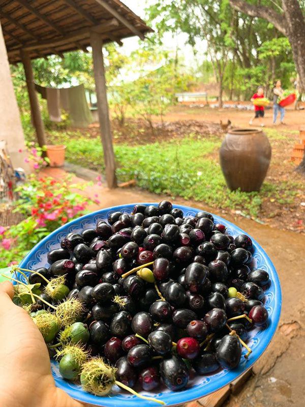 Nghỉ dịch dài ngày, Lê Phương dẫn cả gia đình về Tây Ninh trồng cây, hái quả-3